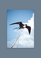 free wings II, holbox 2021