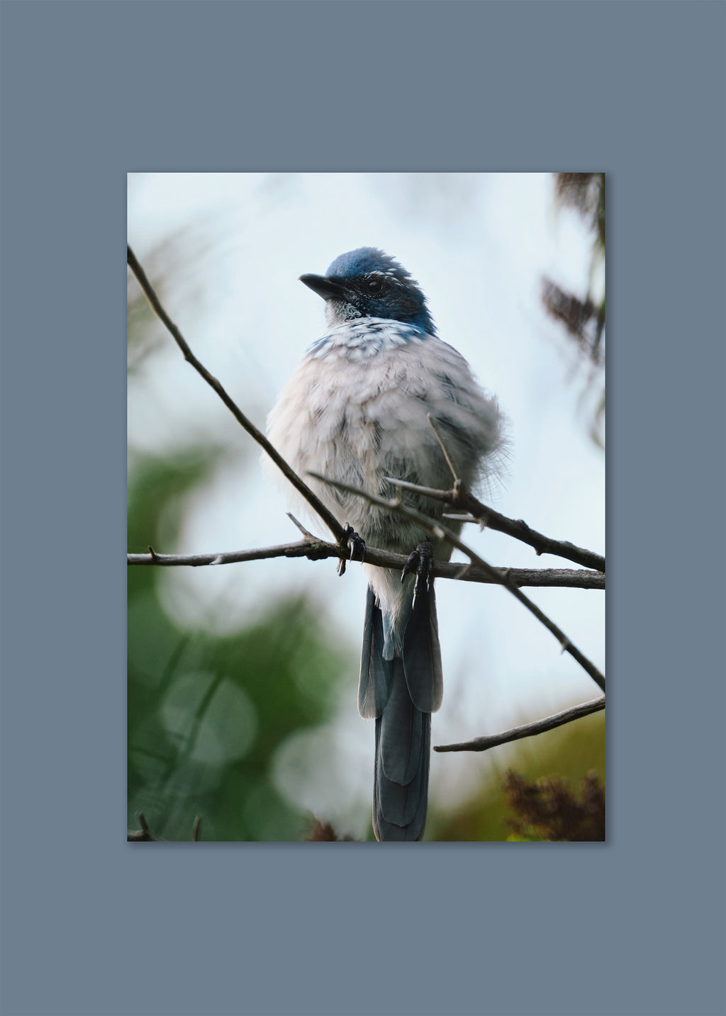small coastal bird on branch – soft guard by skiy – santa barbara 2024 – her sky visual series
