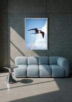 free wings II, holbox 2021