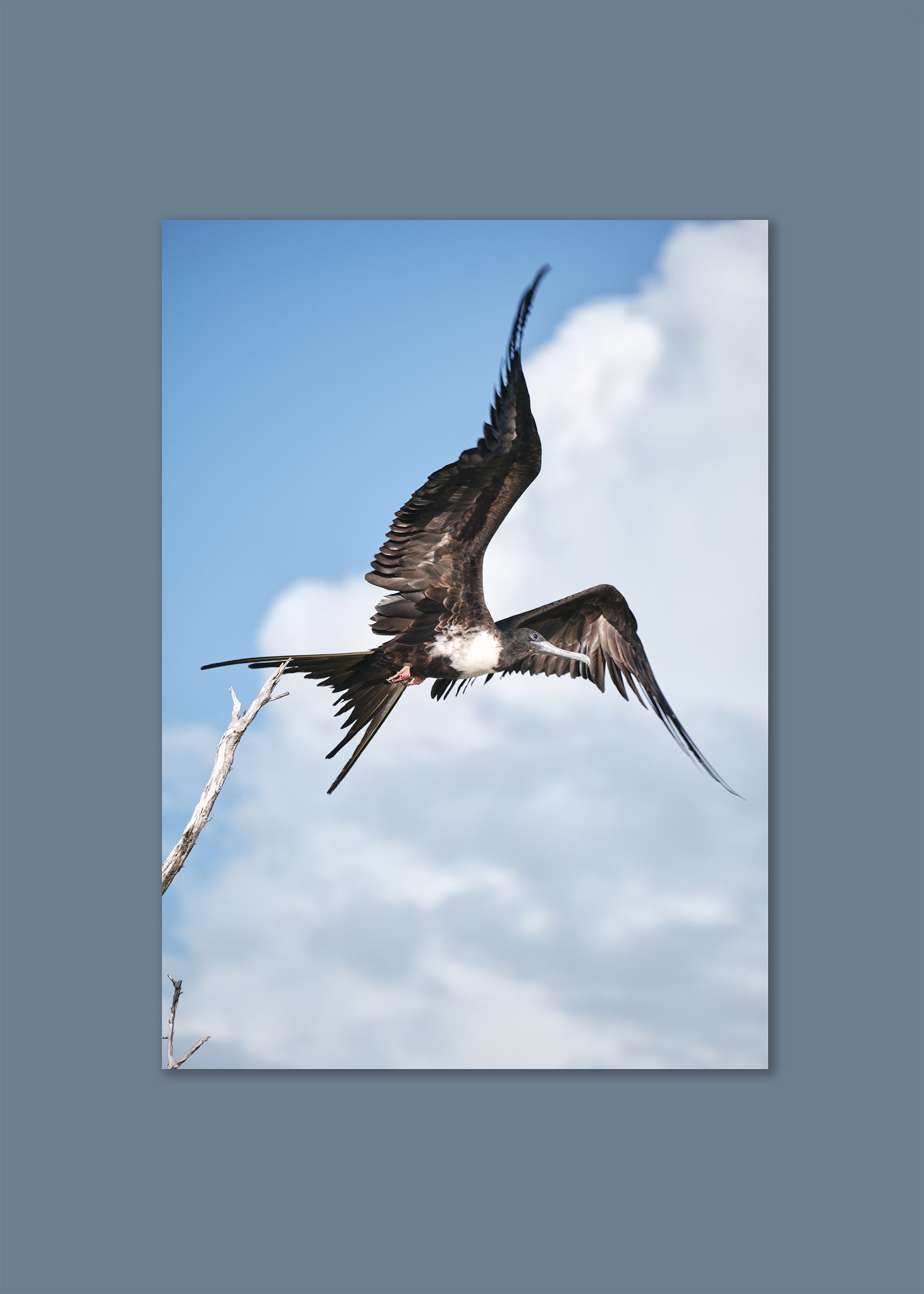 frigatebird mid-flight against blue sky – free wings by skiy – holbox 2021 – her sky visual series