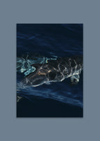 dolphin ocean art print – liquid dolphins I by skiy – azores 2022 – her sky visual series