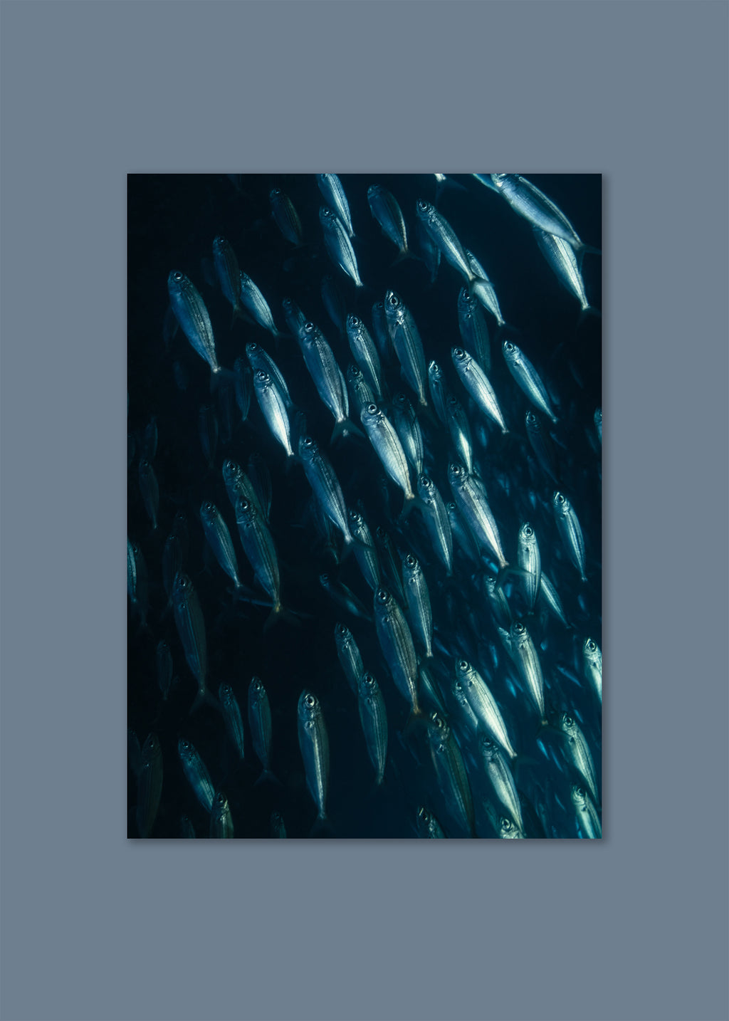 blue-silver school of fish forming a spiral underwater, photographed in pico, azores 2022
