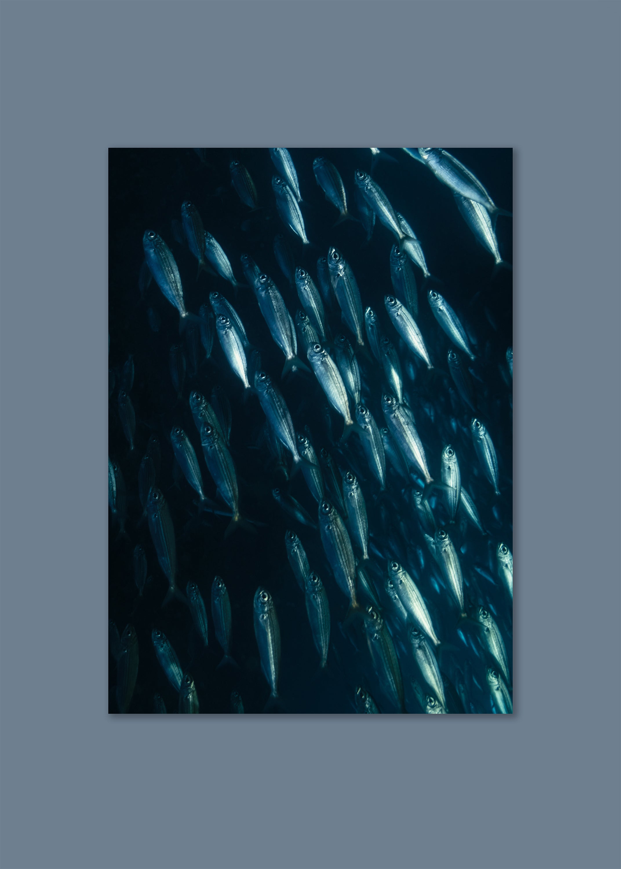 blue-silver school of fish forming a spiral underwater, photographed in pico, azores 2022