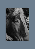 black and white country horse portrait art print – quiet strength by skiy – los angeles usa 2024 – her sky visual series