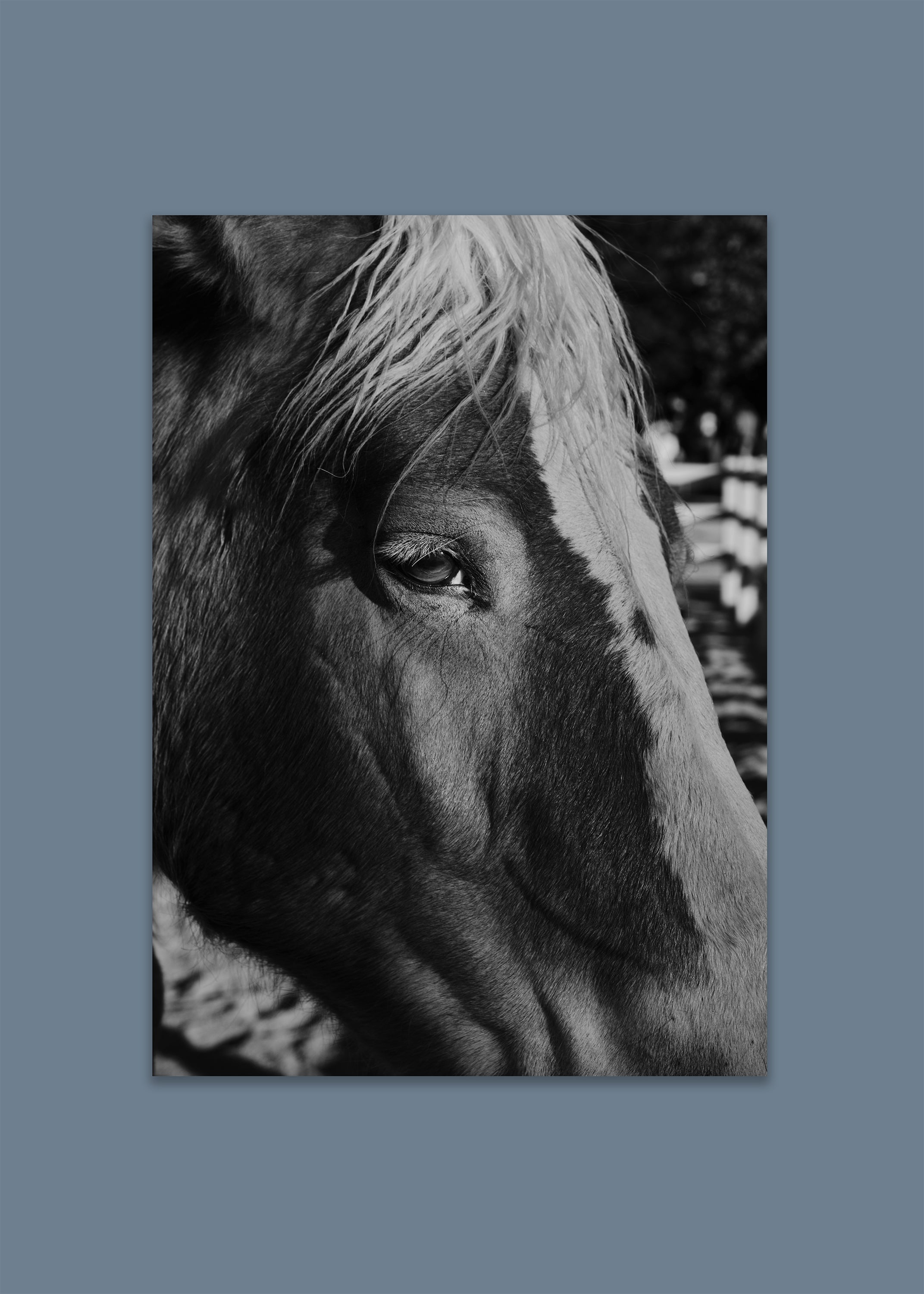 black and white country horse portrait art print – quiet strength by skiy – los angeles usa 2024 – her sky visual series