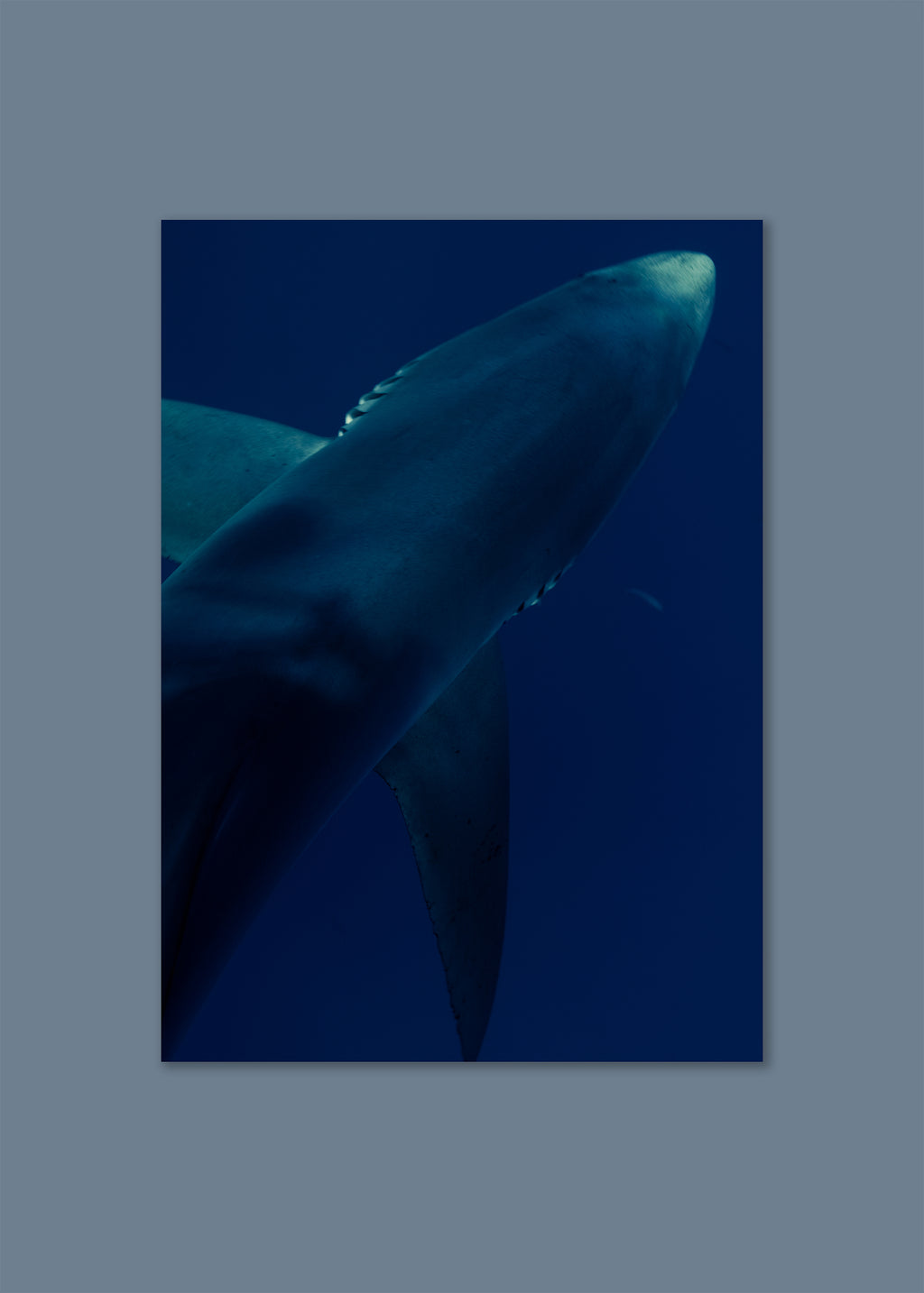 underwater blue shark portrait – shark textures II – azores 2022 – her sky visual series