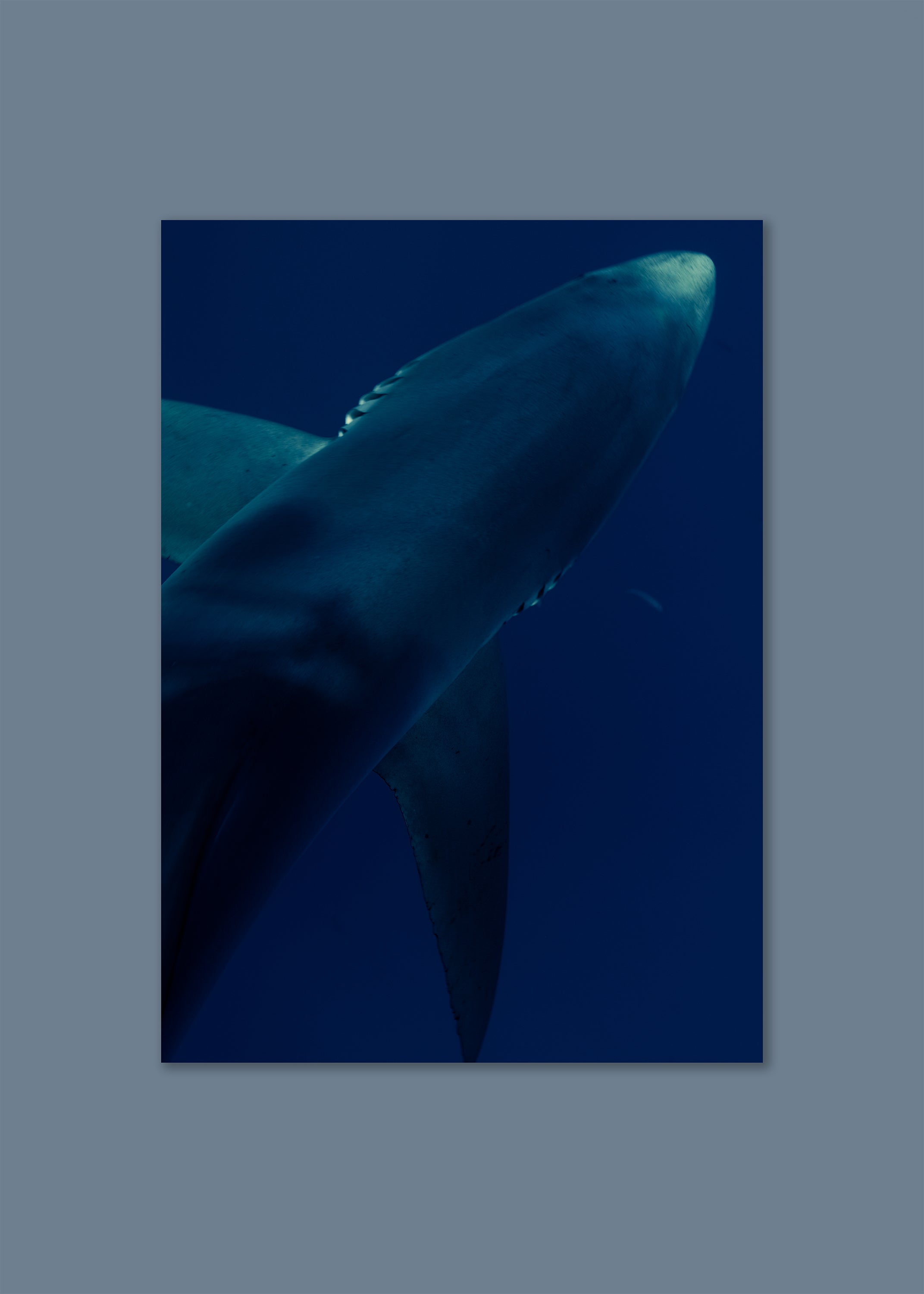 underwater blue shark portrait – shark textures II – azores 2022 – her sky visual series