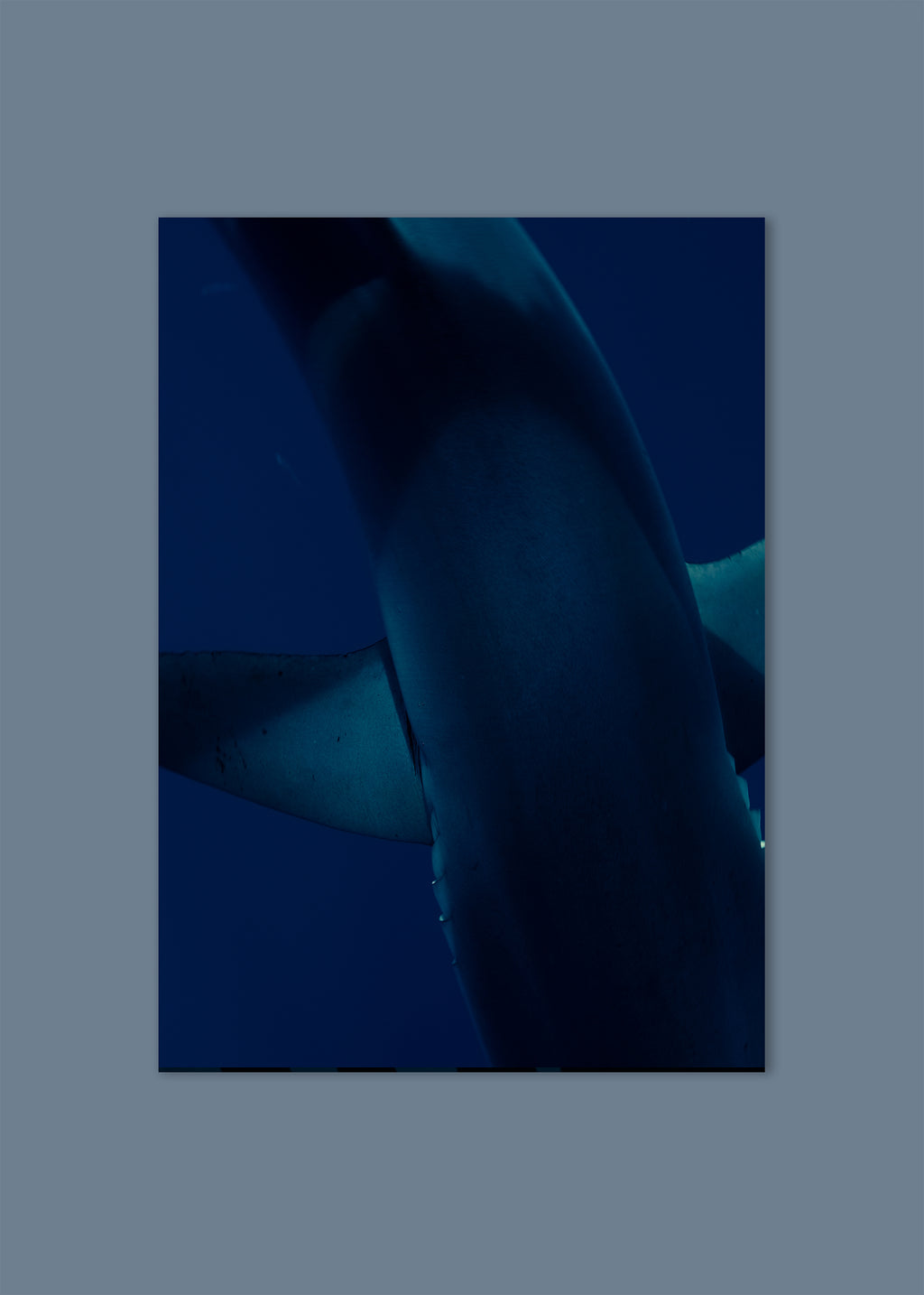 underwater blue shark abstract texture – shark textures I – azores 2022 – her sky visual series
