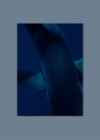 underwater blue shark abstract texture – shark textures I – azores 2022 – her sky visual series