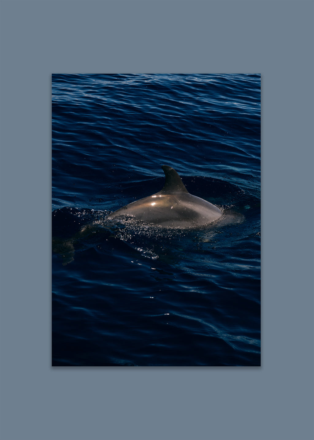 dolphin ocean art print – surface rise II by skiy – azores 2022 – her sky visual series