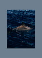 dolphin ocean art print – surface rise II by skiy – azores 2022 – her sky visual series
