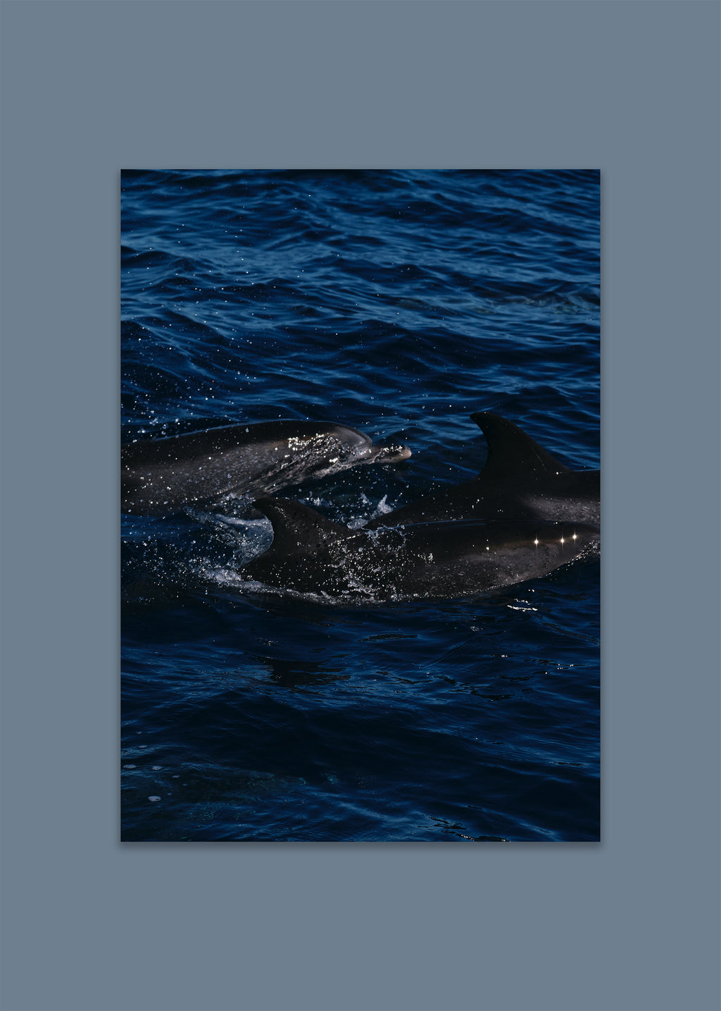 dolphin ocean art print – surface rush IV by skiy – azores 2022 – her sky visual series