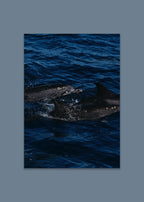 dolphin ocean art print – surface rush IV by skiy – azores 2022 – her sky visual series