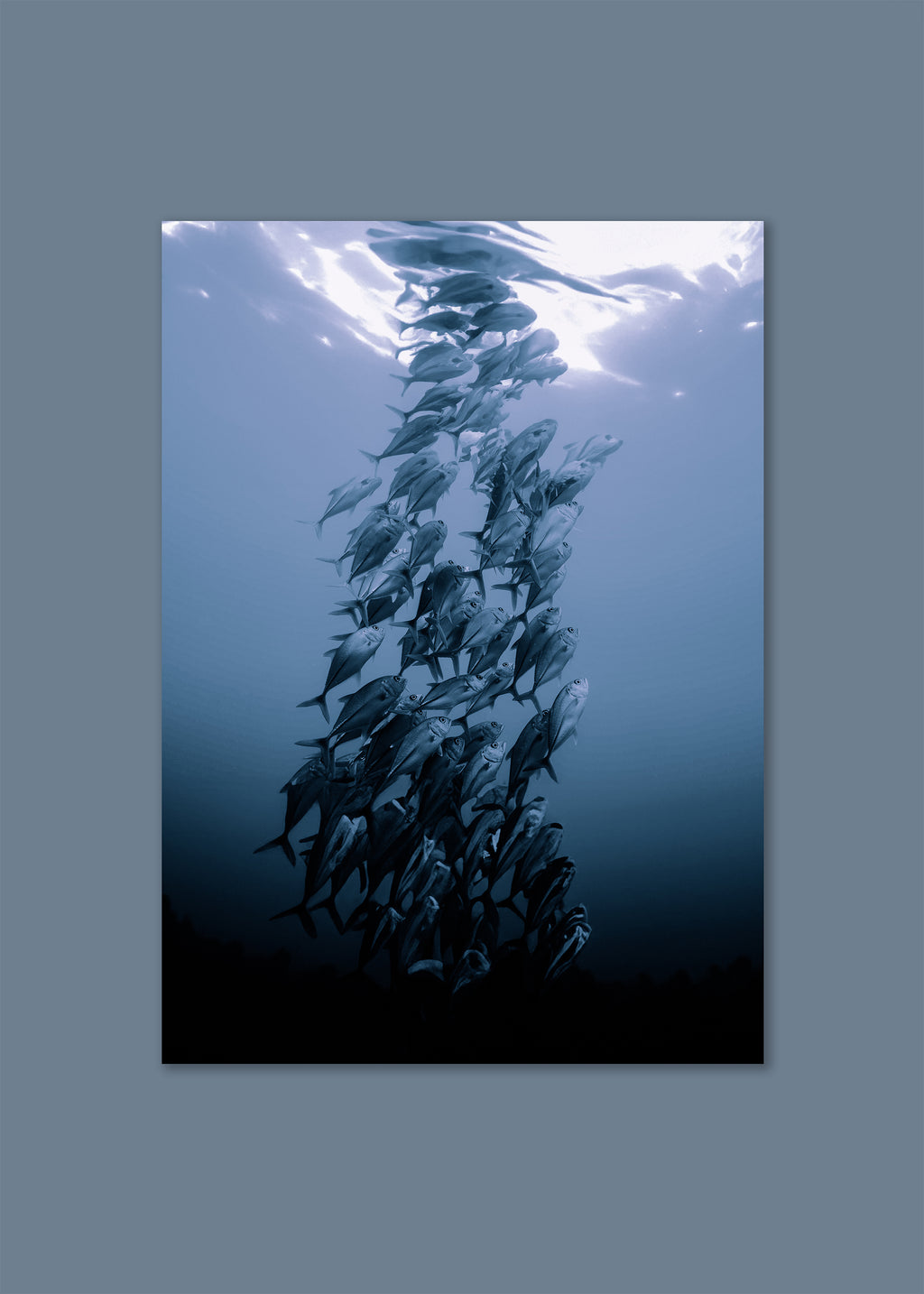underwater fish school rising toward surface – the ascent by skiy – costa rica 2021 – her sky visual series